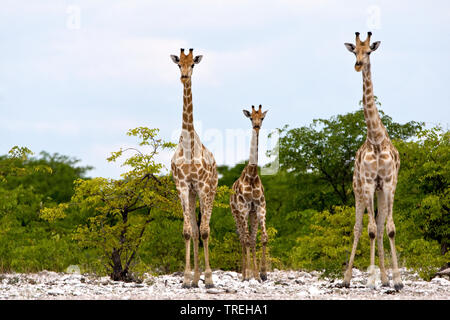 Angolan giraffe, Smoky giraffe (Giraffa camelopardalis angolensis), three giraffes , Namibia