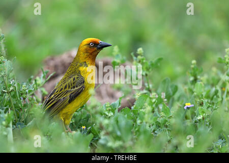 Cape weaver (Ploceus capensis), male in grassland, South Africa, Eastern Cape, Addo Elephant National Park Stock Photo