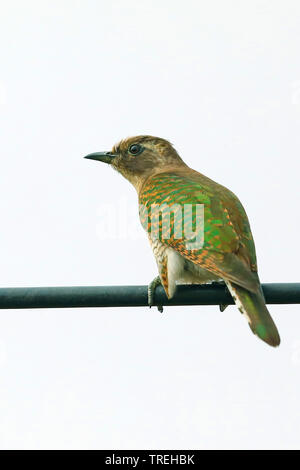 klaas' cuckoo (Chrysococcyx klaas), perching in juvenile plumage on a power cable, rear view, South Africa, Western Cape, Overberg Stock Photo