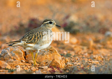 dotterel, Speedy dotterel (Charadrius morinellus, Eudromias morinellus), in winter plumage, Canary Islands, Fuerteventura Stock Photo