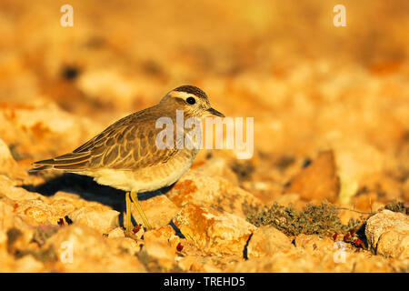 dotterel, Speedy dotterel (Charadrius morinellus, Eudromias morinellus), in winter plumage, Canary Islands, Fuerteventura Stock Photo