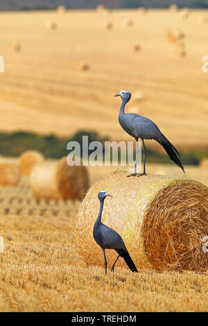 stanley crane, blue crane (Anthropoides paradisea), pair on a hayball, South Africa, Overberg Stock Photo