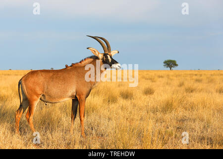 roan antelope (Hippotragus equinus), male stands in savanna, South Africa Stock Photo