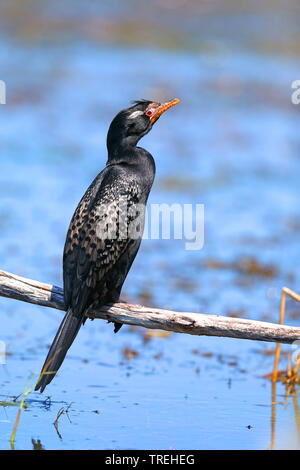 reed cormorant (Phalacrocorax africanus), sitting on a branch, South Africa, Western Cape, Wilderness National Park