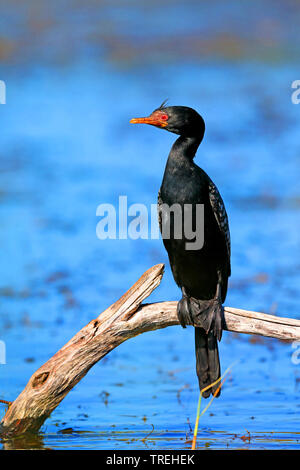 reed cormorant (Phalacrocorax africanus), sitting on a tree, South Africa, Western Cape, Wilderness National Park