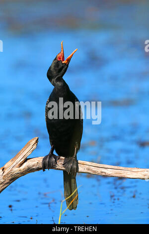 reed cormorant (Phalacrocorax africanus), sitting on a branch, yawning, South Africa, Western Cape, Wilderness National Park