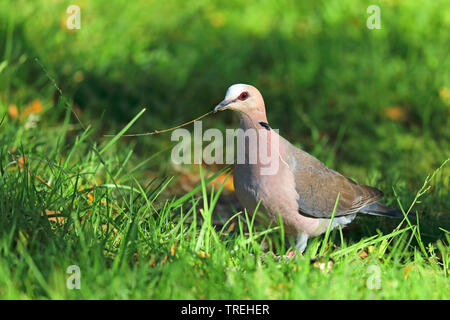 red-eyed dove (Streptopelia semitorquata), in a meadow, with grass in the beak, South Africa, Western Cape, Wilderness National Park Stock Photo