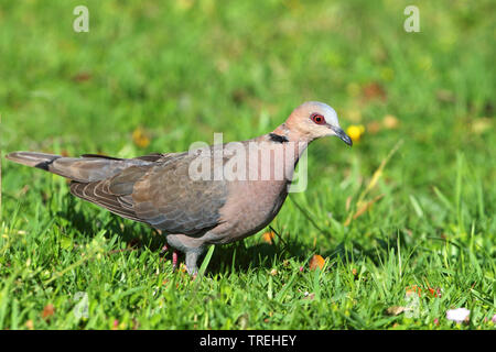 red-eyed dove (Streptopelia semitorquata), walking over the meadow, South Africa, Western Cape, Wilderness National Park Stock Photo