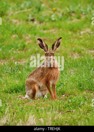 European hare, Brown hare (Lepus europaeus), sitting in a meadow in spring, Austria, Burgenland, Neusiedler See National Park Stock Photo