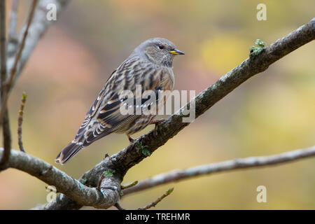 Alpine accentor (Prunella collaris), on a branch, Italy Stock Photo