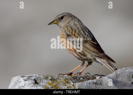 Alpine accentor (Prunella collaris), on a rock, Italy Stock Photo