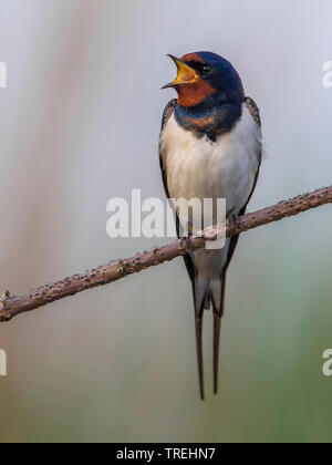 barn swallow (Hirundo rustica), on a branch, Italy Stock Photo
