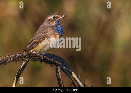 White-spotted Bluethroat (Luscinia svecica cyanecula), on a branch, Italy, Livorno; Pisa Stock Photo