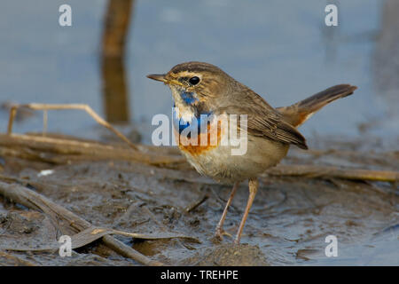 White-spotted Bluethroat (Luscinia svecica cyanecula), on the ground, Italy Stock Photo