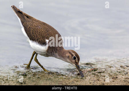 common sandpiper (Tringa hypoleucos, Actitis hypoleucos), on the feed, Italy Stock Photo