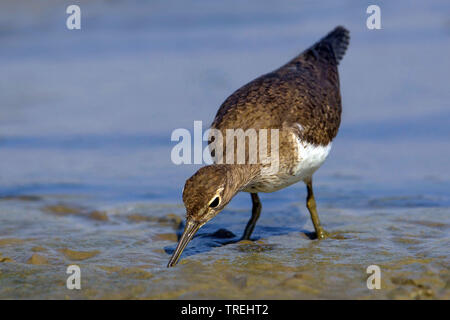 common sandpiper (Tringa hypoleucos, Actitis hypoleucos), on the feed on shore, Italy Stock Photo