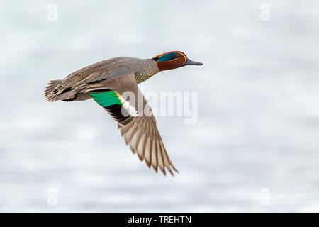 green-winged teal (Anas crecca), in flight, Italy Stock Photo