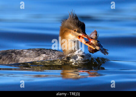 red-breasted merganser (Mergus serrator), with prey in the bill, Italy Stock Photo