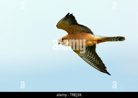 western red-footed falcon (Falco vespertinus), in flight, Italy, Tuscany Stock Photo