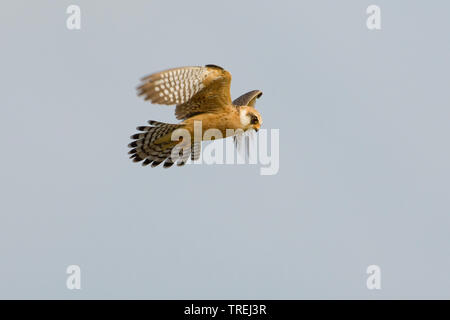 western red-footed falcon (Falco vespertinus), in flight, Italy Stock Photo