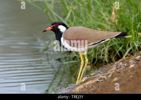 Red-wattled plover, Red-wattled lapwing (Hoplopterus indicus, Vanellus indicus), stands on shore, Oman Stock Photo