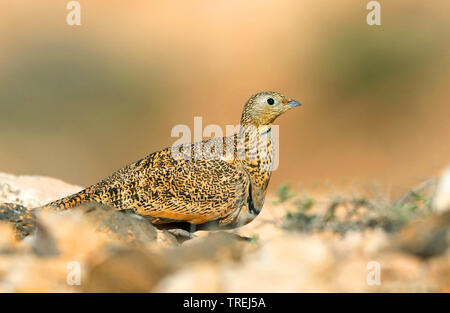 black-bellied sandgrouse (Pterocles orientalis), female, Canary Islands, Fuerteventura Stock Photo