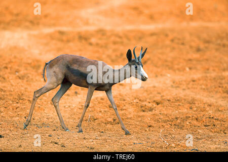 springbuck, springbok (Antidorcas marsupialis), dark morph walking, Morocco, Mokala National Park Stock Photo
