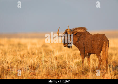 black wildebeest, white-tailed gnu (Connochaetes gnou), stands in savanna, South Africa, Eastern Cape, Mountain Zebra National Park Stock Photo