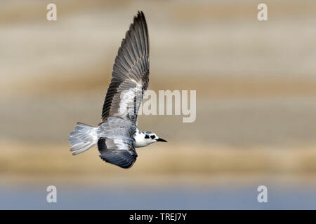 white-winged black tern (Chlidonias leucopterus), in flight, Oman, Sohar Stock Photo