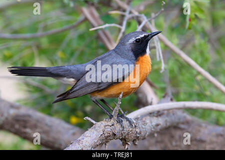 White-throated robin (Irania gutturalis, Irania gutteralis), sitting on a branch, Turkey Stock Photo