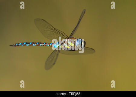 scarce aeshna, migrant hawker (Aeshna mixta), male in flight, side view, Italy Stock Photo