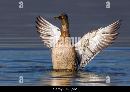 mallard (Anas platyrhynchos), female flapping wings, Italy Stock Photo