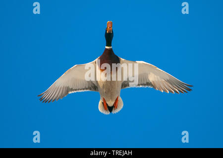mallard (Anas platyrhynchos), drake in flight in the blue sky, view from below, Germany, Lower Saxony Stock Photo