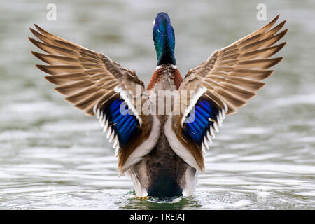 mallard (Anas platyrhynchos), drake flapping wings in the water, rear view, Germany, Lower Saxony Stock Photo