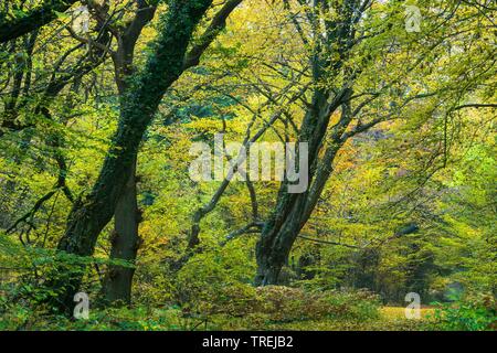 native forest Baumweg with old trees, Germany, Lower Saxony, Emstek Stock Photo