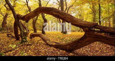 native forest Baumweg with old trees, Germany, Lower Saxony, Emstek Stock Photo