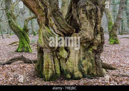 common beech (Fagus sylvatica), old common beech in the natural forest Baumweg, Germany, Lower Saxony, Emstek Stock Photo