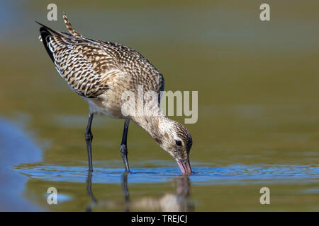 bar-tailed godwit (Limosa lapponica), by the waterside, Italy, Leghorn Stock Photo