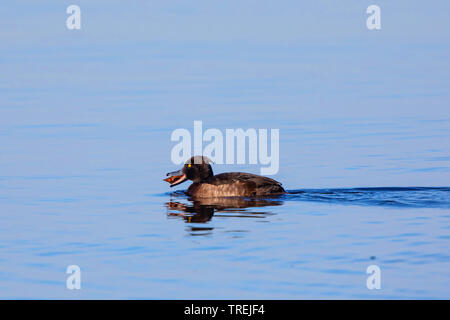 tufted duck (Aythya fuligula), female in eclipse plumage eating a great pond snail, Germany, Bavaria, Lake Chiemsee Stock Photo