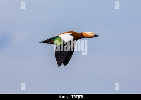 ruddy shelduck (Tadorna ferruginea, Casarca ferruginea), male in flight, Germany, Bavaria, Lake Chiemsee Stock Photo