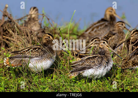 common snipe (Gallinago gallinago), group, Italy Stock Photo