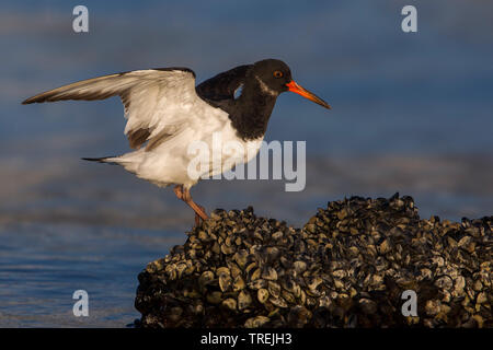 palaearctic oystercatcher (Haematopus ostralegus), on a rock with lots of mussels, Italy Stock Photo