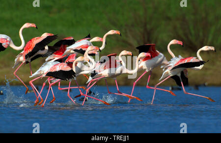 greater flamingo (Phoenicopterus roseus, Phoenicopterus ruber roseus), group starts for taking off, Italy, Tuscany Stock Photo