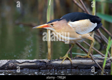 Little bittern (Ixobrychus minutus), on a floating branch, Italy Stock Photo