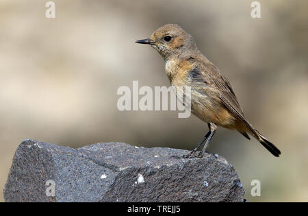 Kurdish Wheatear, Kurdistan Wheatear, Chestnut-rumped Wheatear, Red-rumped Wheatear (Oenanthe xanthoprymna), on a rock, Turkey Stock Photo