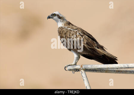 osprey, fish hawk (Pandion haliaetus), perching on a rusty railing, side view, Egypt, Ras Mohamed National Park Stock Photo