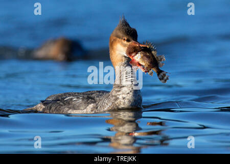 red-breasted merganser (Mergus serrator), swimming female with preyed fish in the bill, side view, Italy Stock Photo