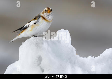 snow bunting (Plectrophenax nivalis), female in the snow, Italy Stock Photo