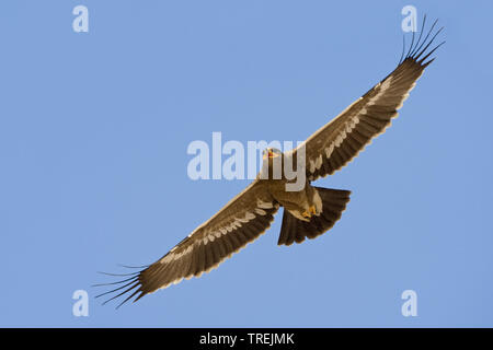 steppe eagle (Aquila nipalensis, Aquila rapax nipalensis), in flight, Oman Stock Photo