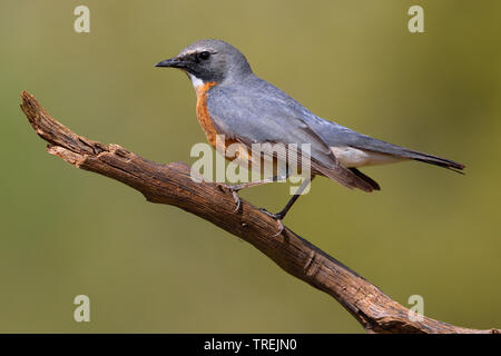 White-throated robin (Irania gutturalis, Irania gutteralis), on a branch, Turkey Stock Photo